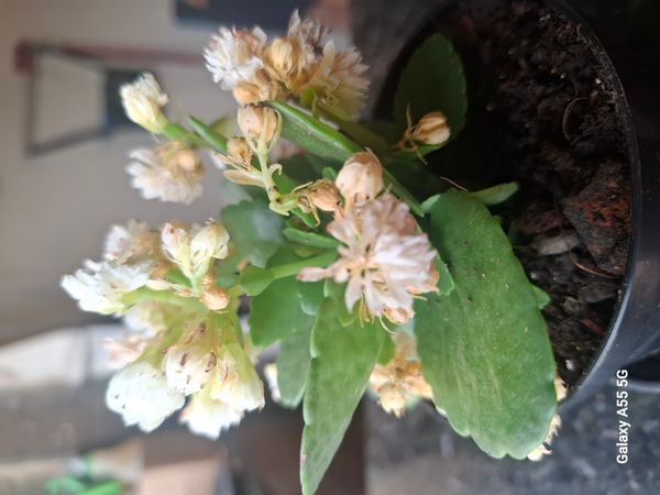 Identificação da planta Calandiva por foto