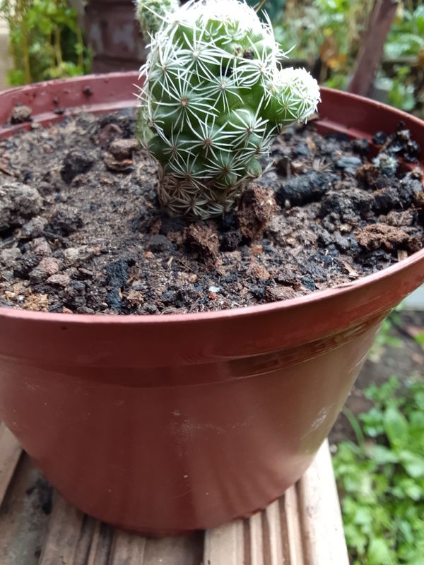Identificação da planta Dedal por foto