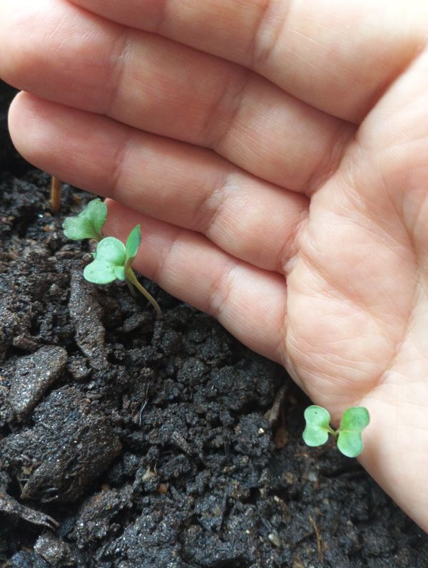 Identificação da planta Agrião por foto