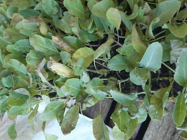 Identificação da planta Mostarda-perene por foto
