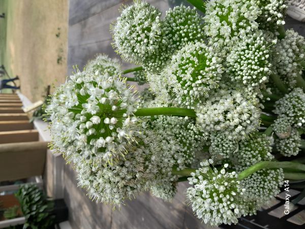 Identificação da planta Cebola por foto