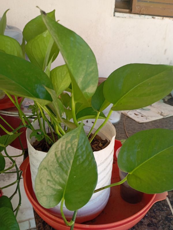 Identificação da planta Jiboia por foto