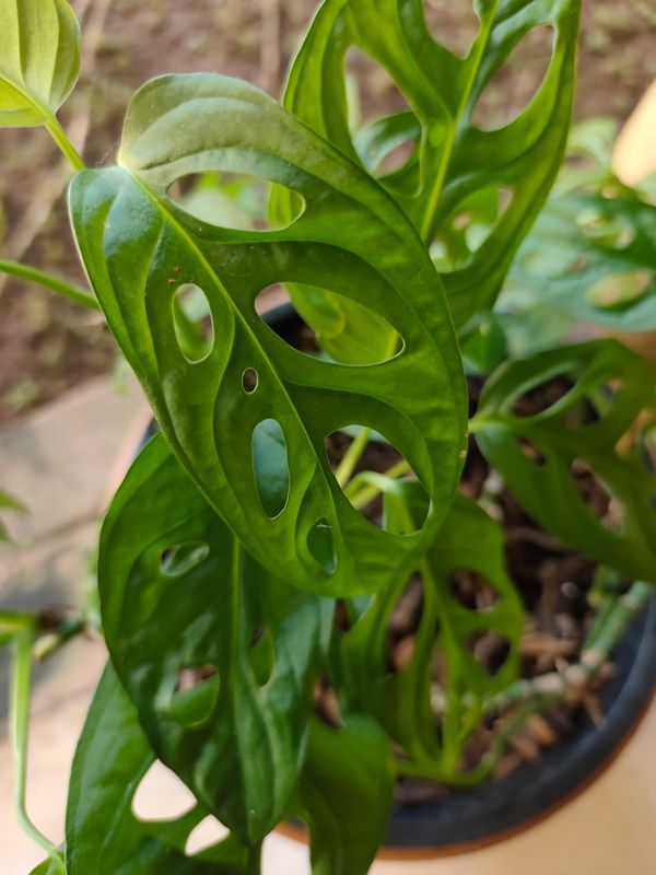 Identificação da planta Costela de eva por foto