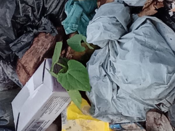 Identificação da planta Xuxu por foto