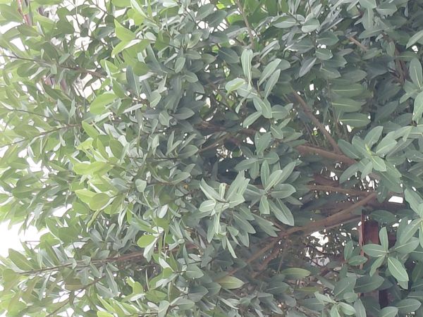 Identificação da planta Mata-pau por foto