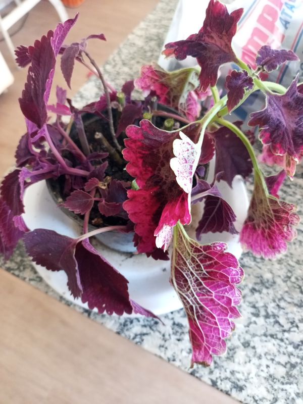 Identificação da planta Coléus por foto