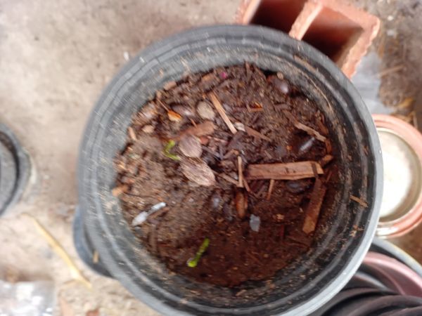 Identificação da planta Lírio-do-brejo por foto
