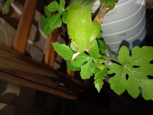 Identificação da planta Melancia por foto