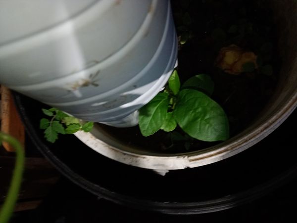 Identificação da planta Guiné por foto