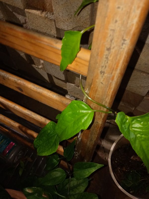 Identificação da planta Guaco por foto