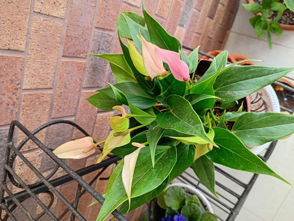 Identificação da planta Micro antúrio por foto
