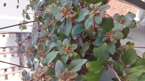 Identificação da planta Lisimáquia por foto