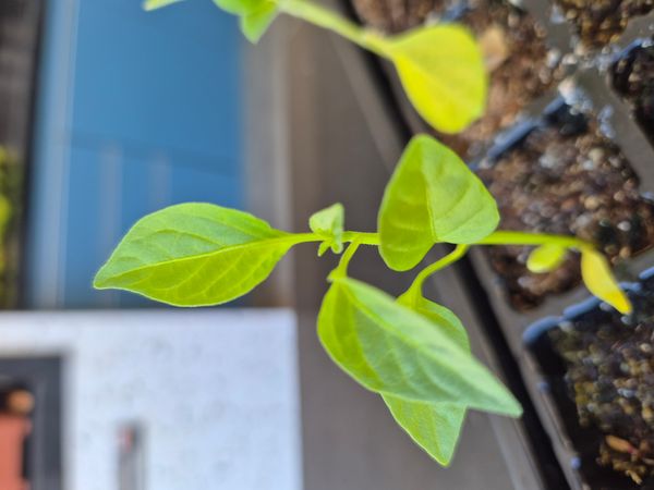 Identificação da planta Malagueta por foto