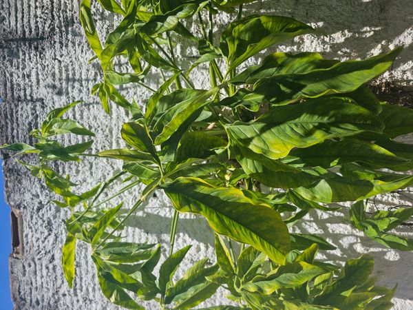 Identificação da planta Folhagem-de-sino por foto