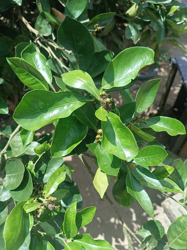 Identificação da planta Limão galego por foto