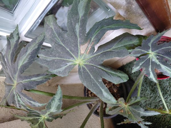 Identificação da planta Begônia rex por foto
