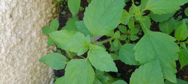 Identificação da planta Mentrasto por foto