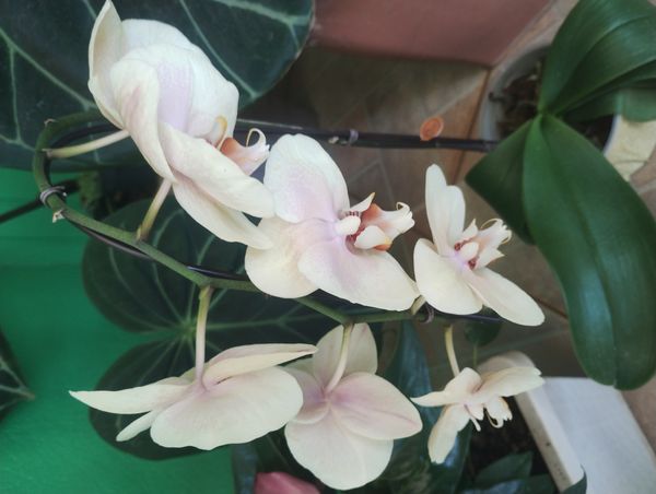 Identificação da planta Orquídea borboleta por foto