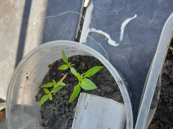 Identificação da planta Malagueta por foto