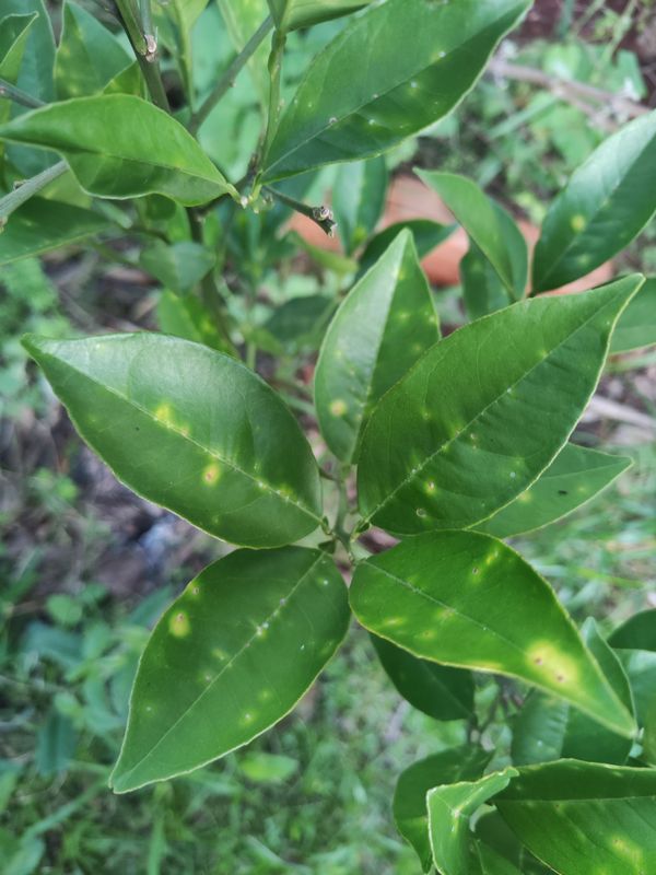 Identificação da planta Mexerica por foto