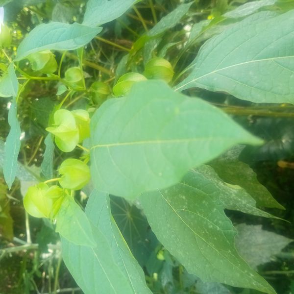 Identificação da planta Filha de João por foto