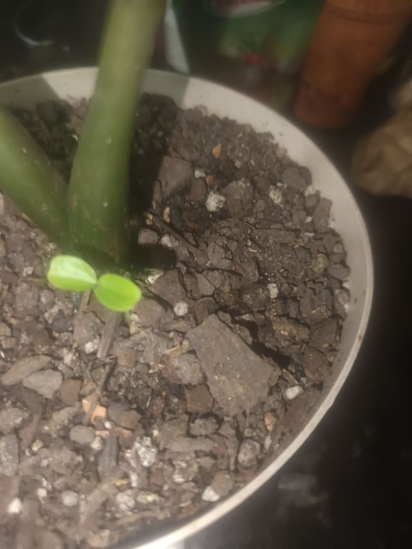 Identificação da planta Zamioculcas por foto