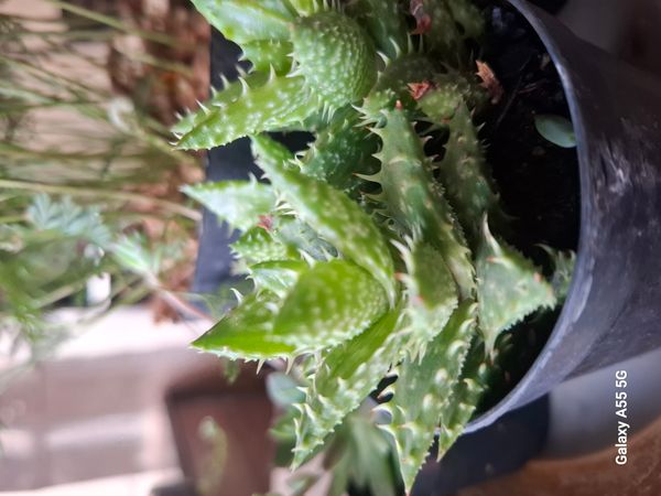 Identificação da planta Dente de tigre por foto