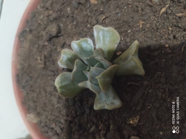 Identificação da planta Rosa-de-pedra por foto