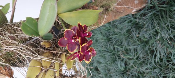 Identificação da planta Orquidea por foto