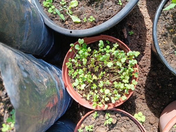 Identificação da planta Agrião por foto