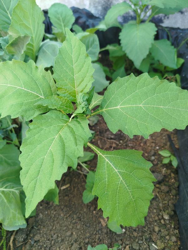 Identificação da planta Filha de João por foto
