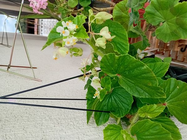 Identificação da planta Begônia por foto