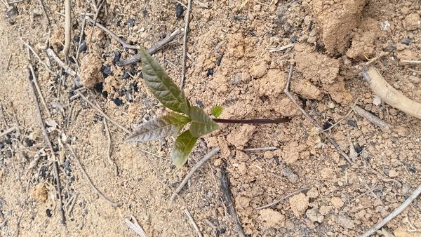 Identificação da planta Abacate por foto