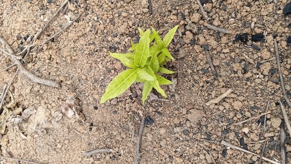 Identificação da planta Dama-da-noite por foto