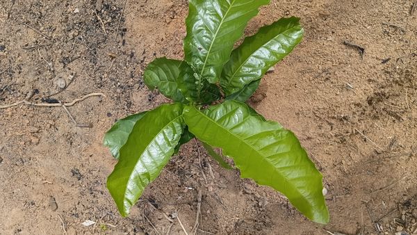 Identificação da planta Primavera por foto