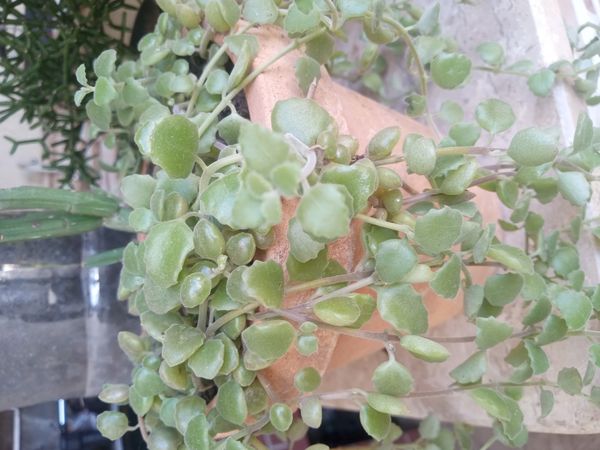 Identificação da planta Dinheiro-em-penca por foto