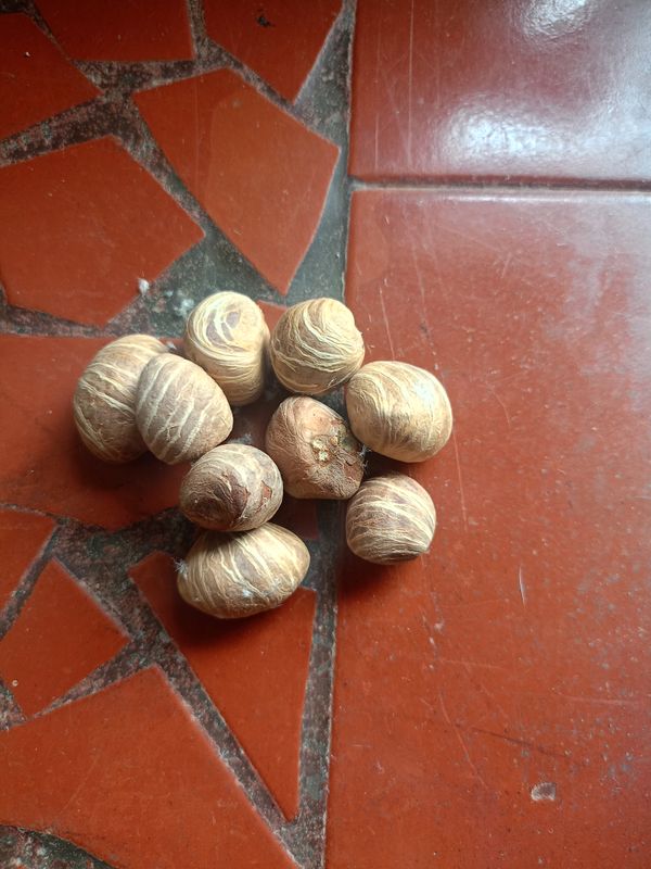 Identificação da planta Orogbo por foto