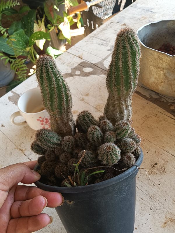 Identificação da planta Cacto ouriço por foto