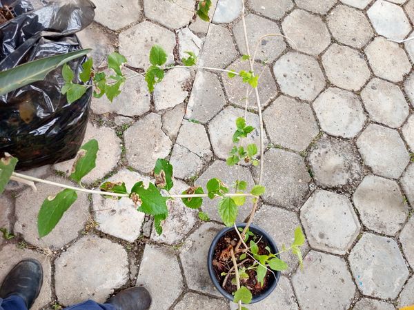 Identificação da planta Cidreira por foto