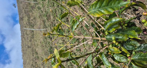 Identificação da planta Café por foto