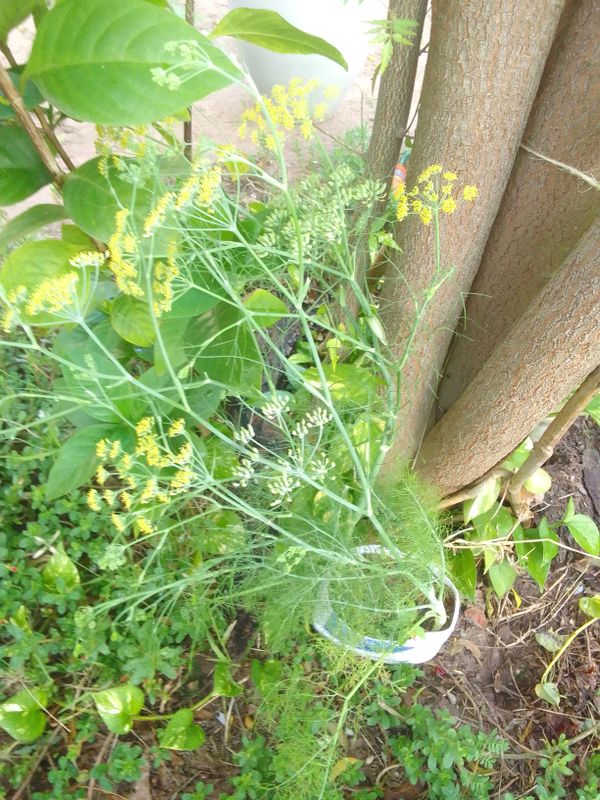 Identificação da planta Funcho por foto