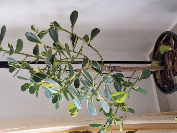 Identificação da planta Abaneiro por foto