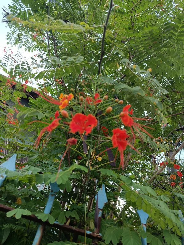 Identificação da planta Flamboyant-de-jardim por foto