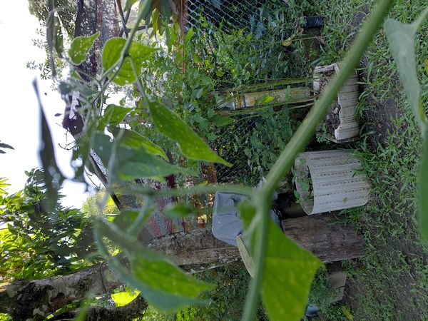 Identificação da planta Pimenta-de-cheiro por foto