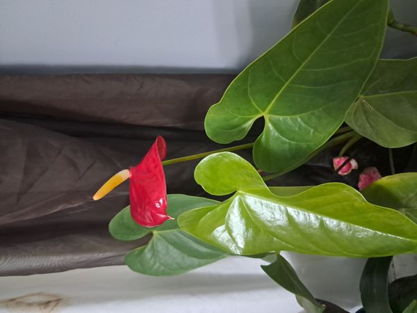 Identificação da planta Micro antúrio por foto