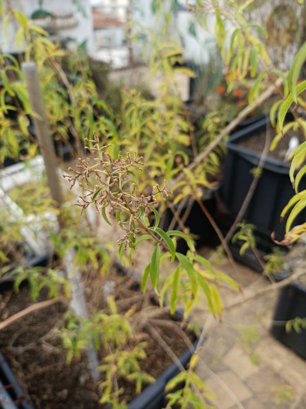Identificação da planta Lúcia-lima por foto