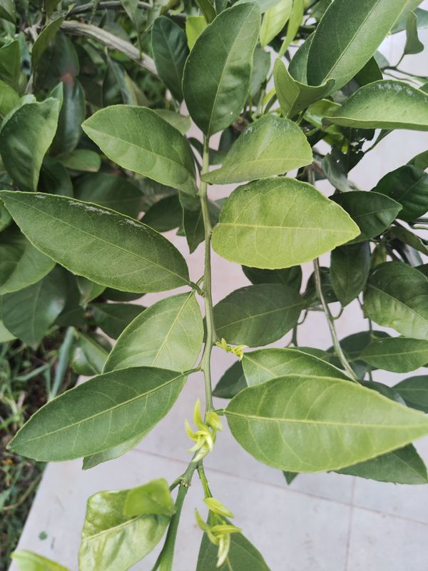 Identificação da planta Limão galego por foto