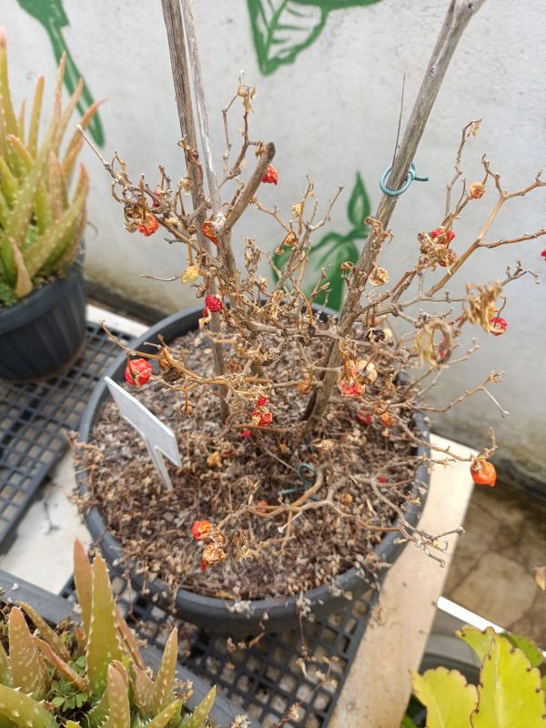 Identificação da planta Pimenta-de-cheiro por foto