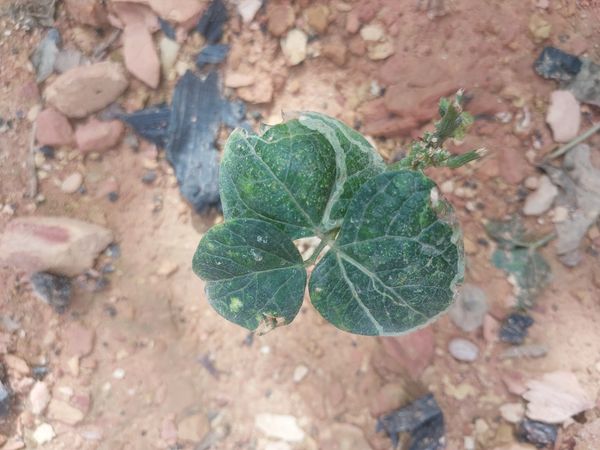 Identificação da planta Algodão por foto