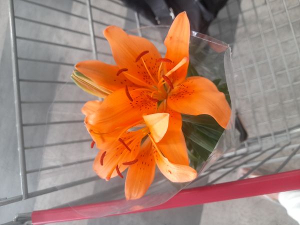 Identificação da planta Lírio-de-tigre por foto